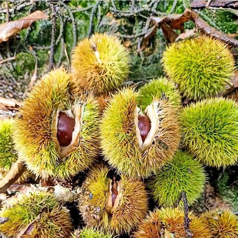 Authentic Jiannou Alpine Chestnuts 2.5kg Whole Box Fresh Wild Farm Chestnuts Wholesale Free Shipping Ready to Pick