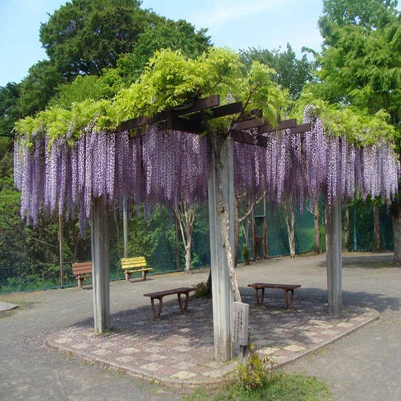 Wisteria Saplings, Potted Florals, House Courtyard Ground Climbing Vines, Blooming All Year Round, Wisteria Fence