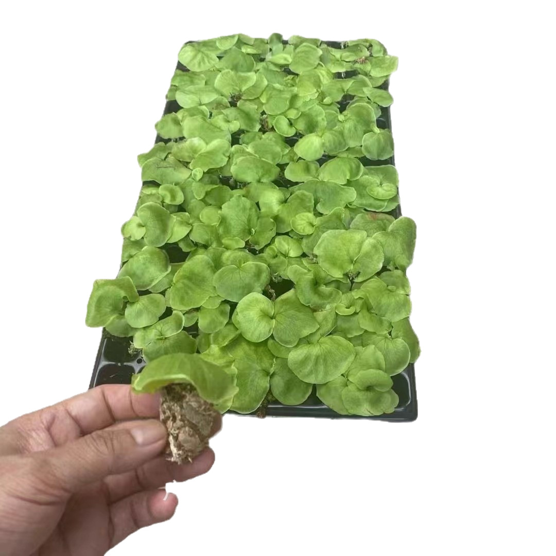 Source Manufacturers Supply Asian Monkey Brain Staghorn Fern, Strange Landscaping Green Plants, Landscape Fern Potted Seedlings