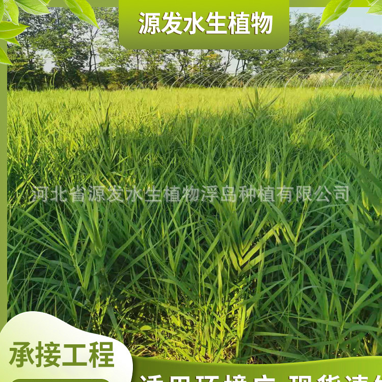 Саженцы тростника, цена на лотос, экосистемный плавающий остров, горькая трава, различные основания для водных растений