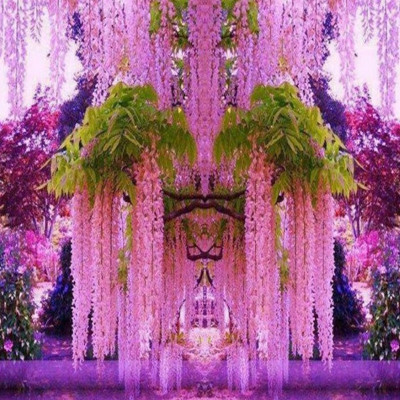 Wisteria Saplings, Climbing Vines, Courtyard Walls, Four-Season Flowering Potted Flower Seedlings, Green Plants, Florals, Vines, Purple Wisteria
