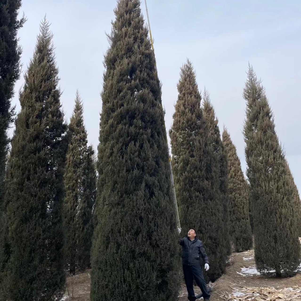 Кипарис высотой от 1 до 10 м, круглые кипарисы, вечнозеленые деревья