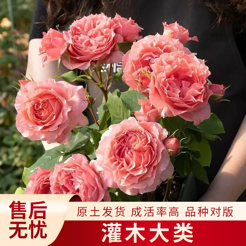 Кустарники, цветы розы, комнатные растения для балкона, розовые саженцы с цветением в четыре сезона, можно сочетать с другими цветами