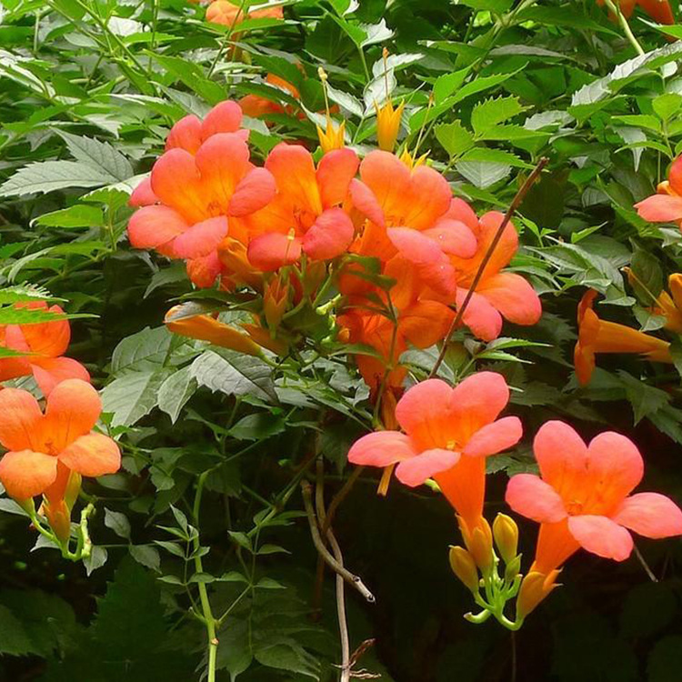 Wholesale Supply of American Lingxiao Flower Seedlings, Climbing Florals, Lingxiao Seedlings, Courtyard Climbing Plants, Lingxiao Complete Specifications