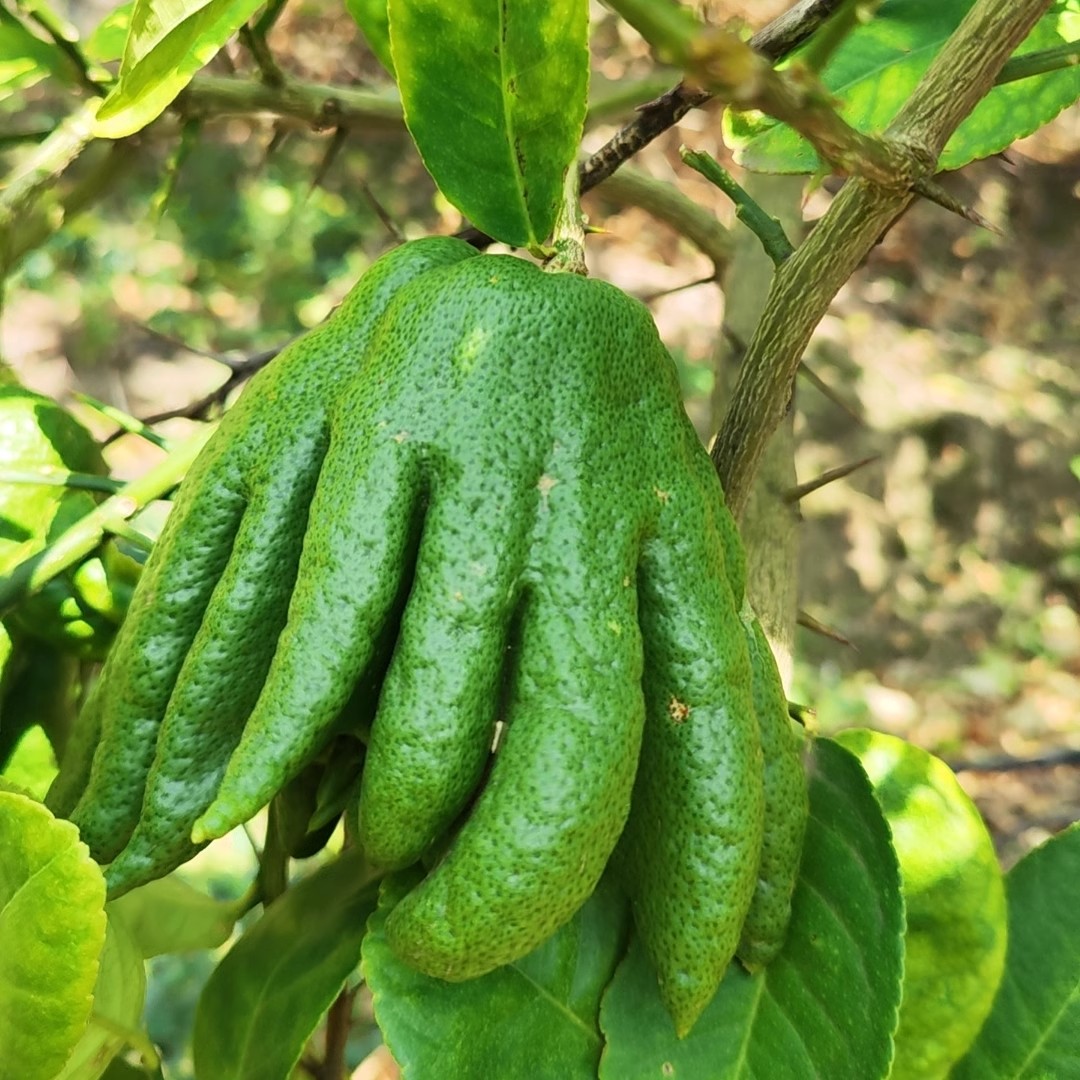 Yunnan Bergamot Tribute Smelling Incense Alpine Bergamot Fruit Extra Large Fruit Non-Jinhua Bergamot Smelling Incense with Branches Hydroponic for