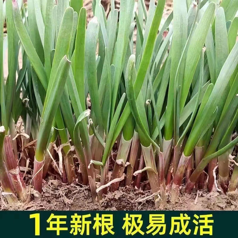 Freshly Dug Leek Root Seedlings for Year-Round Balcony Planting, New Leek Root Green Plant with Purple-Red Roots, New Leek Root Indoor Purple Root
