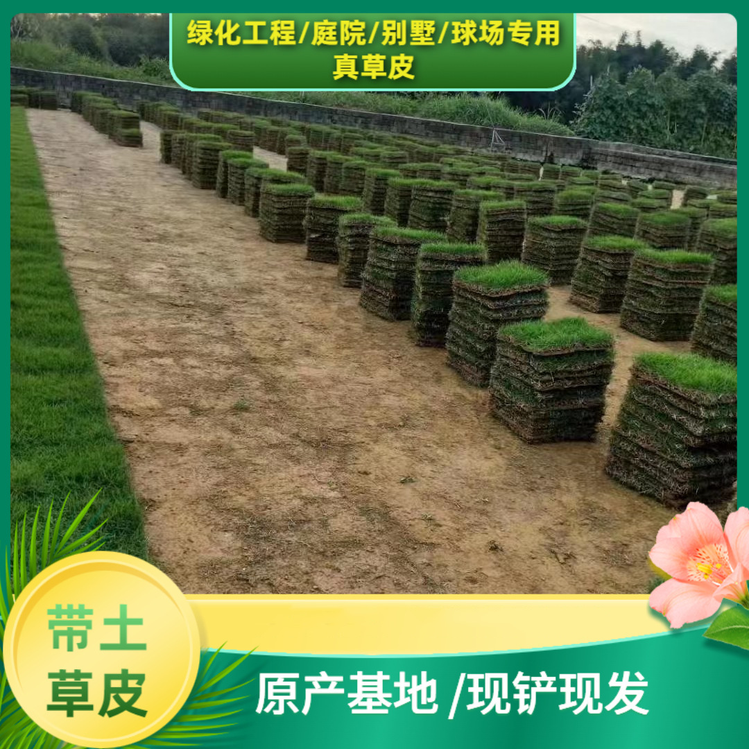 Трава Реальный Газон с Почвой Манила Тип Трамбовки Сад Двор Зеленение Газон Зеленый Проект