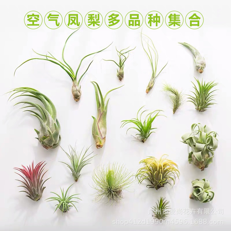 Воздухопроницаемый ананас, оптовая продажа, безземельное растение, горшечный маленький осьминог, эльф, сахарная вата, цветы, сорт Бей Кали, зеленое растение