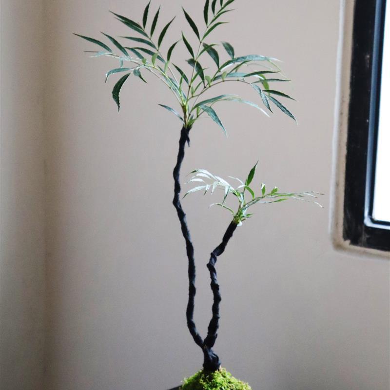 Sota Plant Moss Ball Potted Plant Top Ten Benefits Japanese Tea Table Bathroom Micro Bonsai Lazy Desktop Green Plant