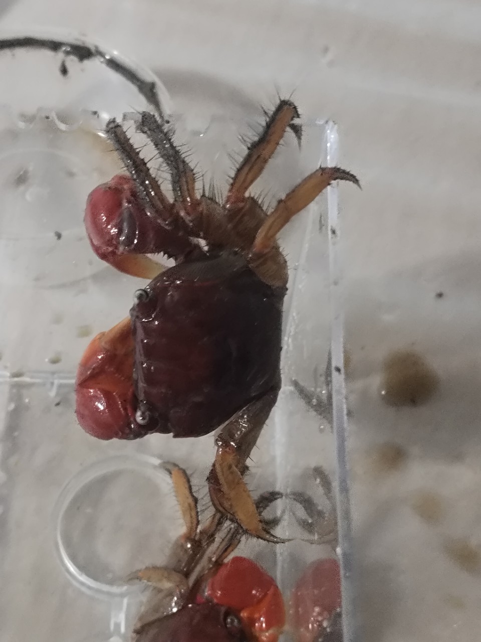 Live Pet Crabs for Aquariums, Ornamental Crabs, Native Freshwater Crabs for Stalls and Wholesale