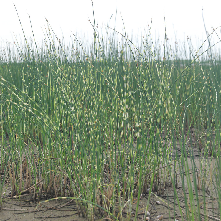 Flower and Leaf Shallot Nursery Wholesale Perennial Perennial Aquatic Plant Origin Wholesale Gold Leaf Shallot Spot Wholesale