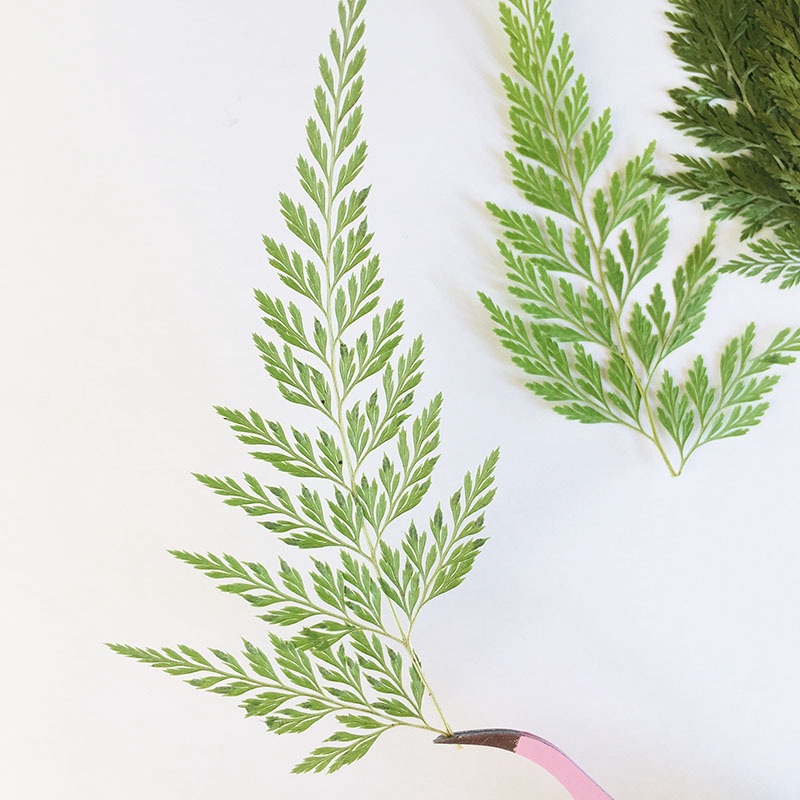 Green Fern Plant Specimen Kindergarten Handmade Leaf Stickers Mobile Phone Case Embossed Table Lamp Glue Dried Flower Embossed