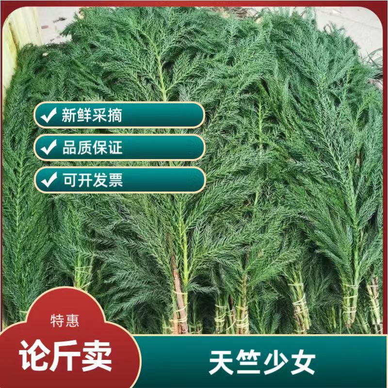 Продается на вес, свежие рождественские сосны, материалы для ручной работы для рождественской елки