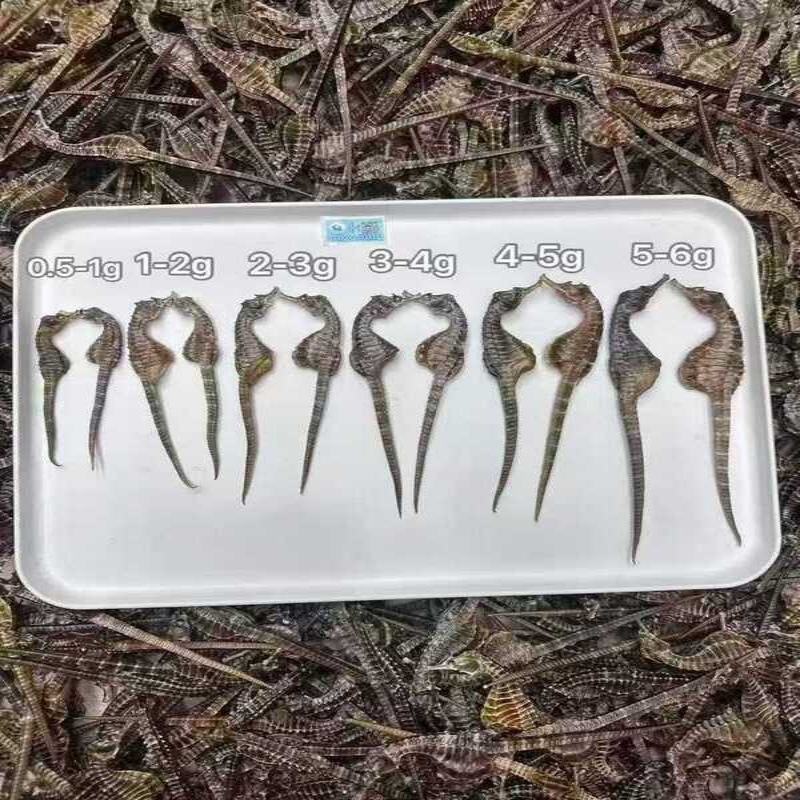 Tracing to the Source of Hippocampus Dried Goods Breeding Hippocampus Soup Bag Soaking Wine Chinese Herbal Medicine Tonic Products Hippocampus