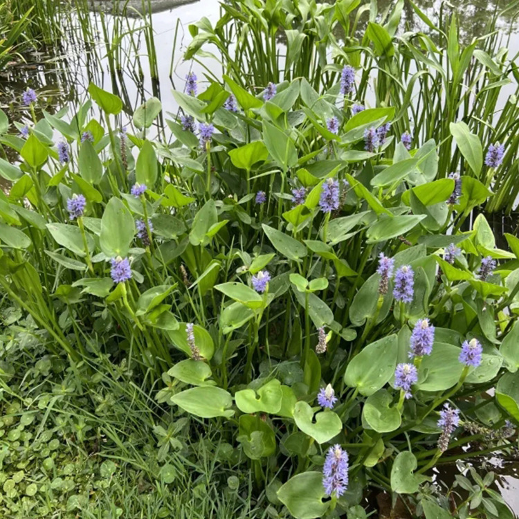 Base Aquatic Plants, Catfish Grass Foliage Plants, Aquatic Florals and Catfish Grass Are Available in Complete Varieties and Can Be Ordered for Engineering