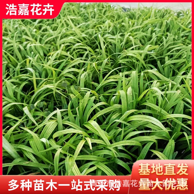 Lucky Grass Flower Seedlings Potted Park Community Greening Seedlings Evergreen Seedlings for All Seasons Easy to Grow and Maintain Lucky Grass