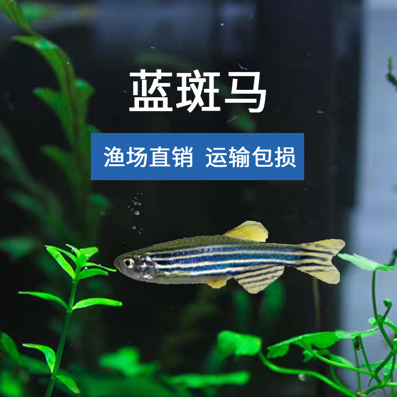 Синий зебрафиш экспериментальная живая пресноводная транспортная упаковка - поврежденная декоративная рыба оптовая тропическая рыба синий зебрафиш