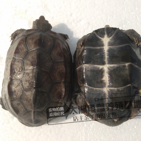 Waitang size Chinese turtle Longevity Turtle golden thread grass seedlings ink turtle small turtle three-line town house farm wholesale