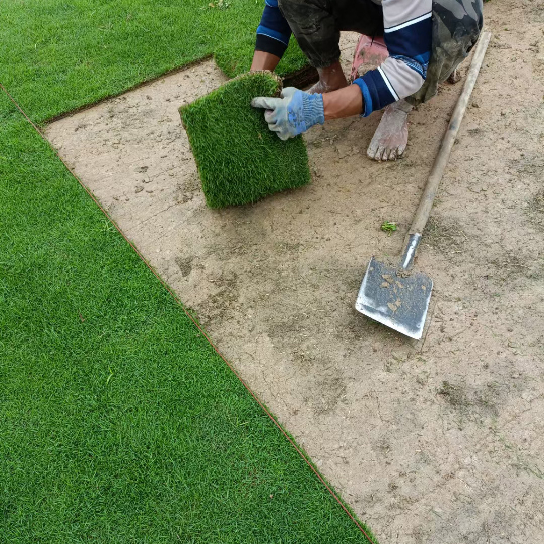 Turf Real Lawn with Soil Manila Trample Type Garden Courtyard Greening Turf Greening Project Lawn