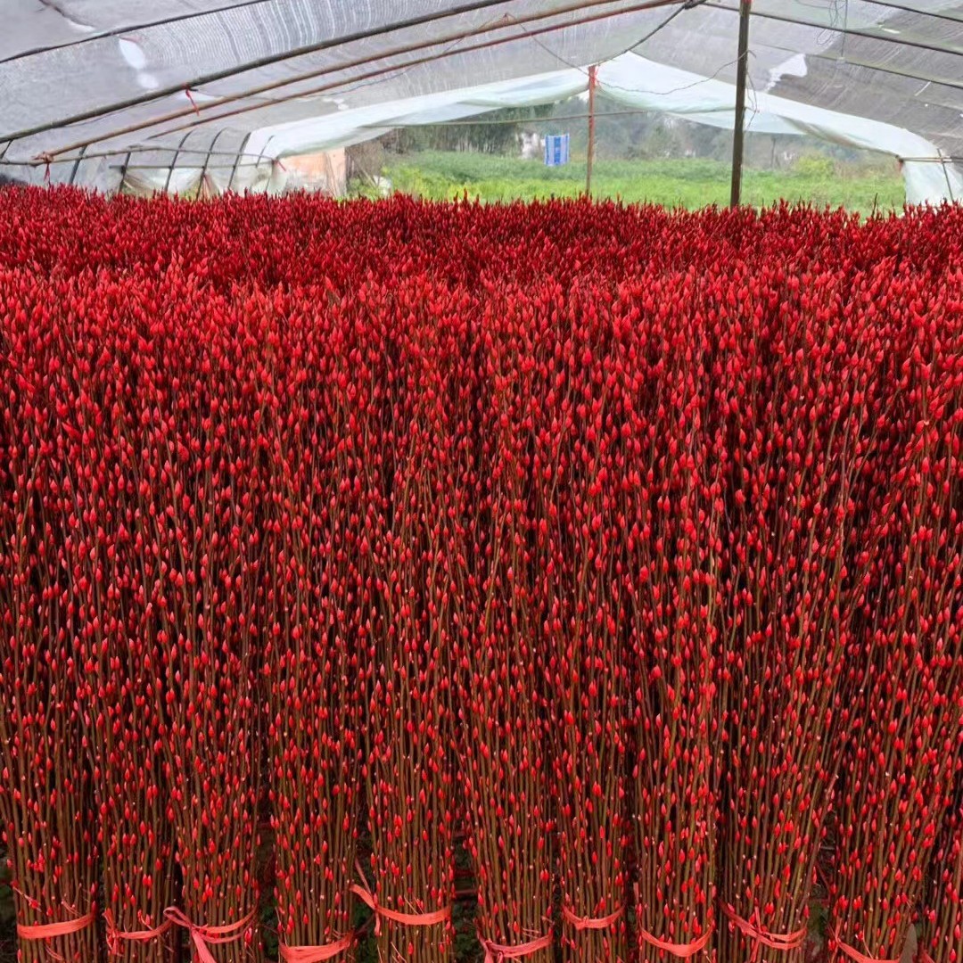 Red Willow, Silver Willow, Fresh Branches, Colorful Willow, Real Flowers, Dried Flowers, Direct Delivery from the Manufacturer Base, 1.5m High-Quality Festive Flowers Shipped from Sichuan