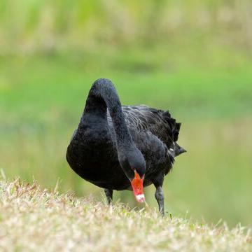 Authentic Black Swan Chicks, Live Seedlings, High Survival Rate, Easy to Raise, Black Swan Chicks Wholesale and Retail, Providing Breeding Instructions