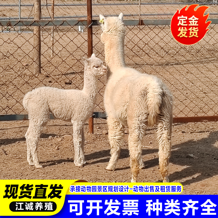 Ферма продает живых альпак круглый год. Интерактивное кормление милых альпак. Цена на милых альпак