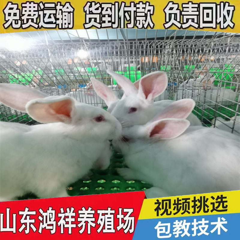 New Zealand Meat Rabbits, Male and Female Rabbits, Wholesale Prices, Ready Supply of High-Quality Meat Rabbits, Male and Female Rabbits, Door-To-Door Delivery of Breeding Rabbits