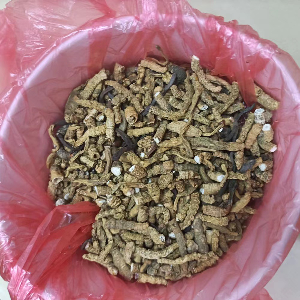 Cordyceps Sinensis, Broken Grass, Broken Cordyceps, Xizang Nagqu, Cordyceps Sinensis, Cordyceps, Wild Grass