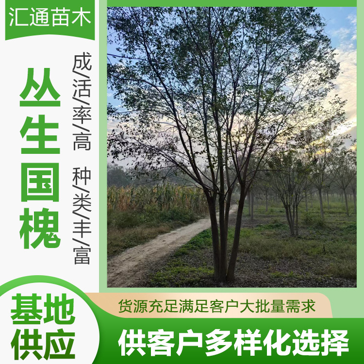 Кластерный китайский акация для ландшафтных проектов, саженцы деревьев, озеленение сообществ, озеленение дорог, кластерный китайский акация