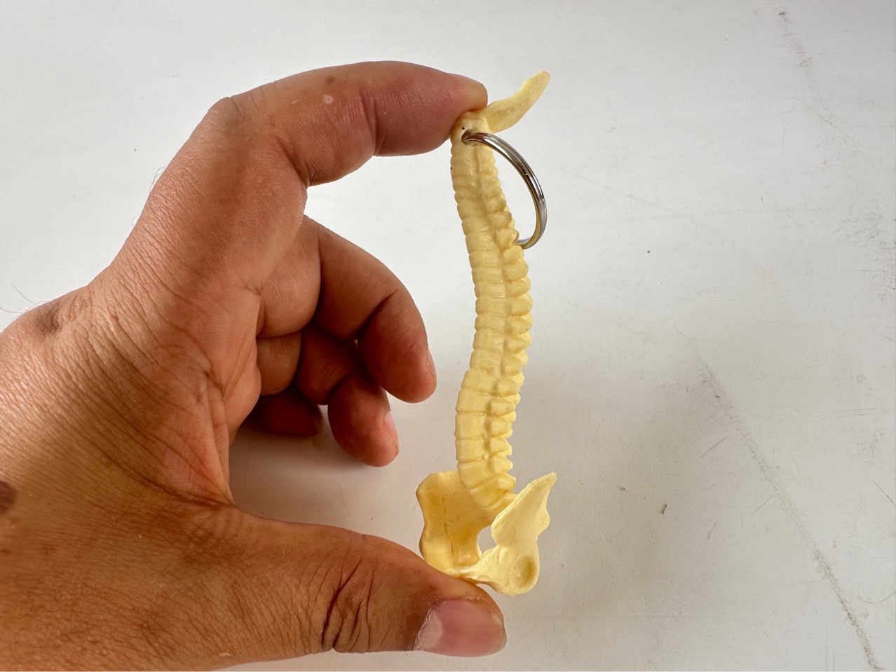 Human spine key chain spine key chain skull skeleton ornament Xili strange toy