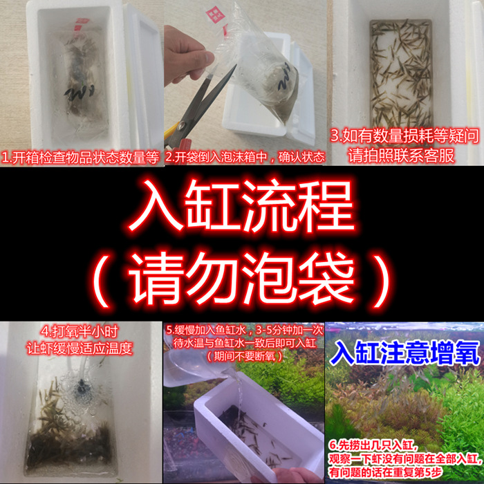 Black Shell Shrimp Algae Removal Freshwater Live Pet Aquatic Plant Cleaning Feed Tool Fish Tank Small Grass Tank Landscape Ornamental Shrimp Food