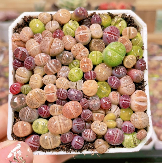 A Pot of Flowers with Living Stone Flowers and Potted Plants Is Ready for Delivery. 7cm Pots Are Shipped in Real Photos and Selected for Delivery