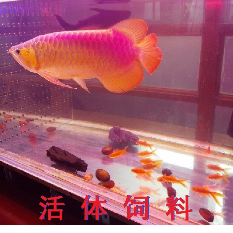 Small Goldfish, Red Grass Carp, Live Feed Fish, Cold Water Ornamental Fish, Live Fish Fry for Sale in Shanghai
