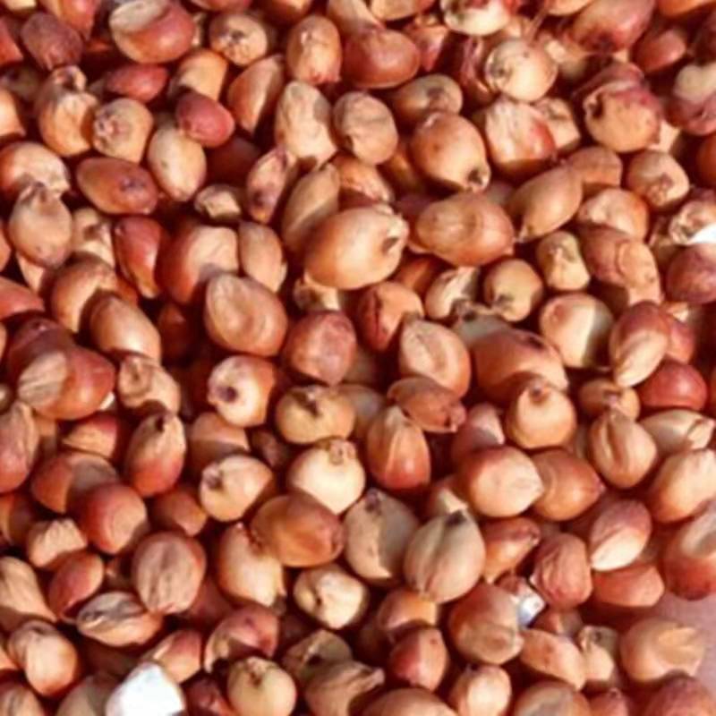 Sorghum new red sorghum with skin not peeling sorghum white sorghum sorghum rice brewing raw materials a generation