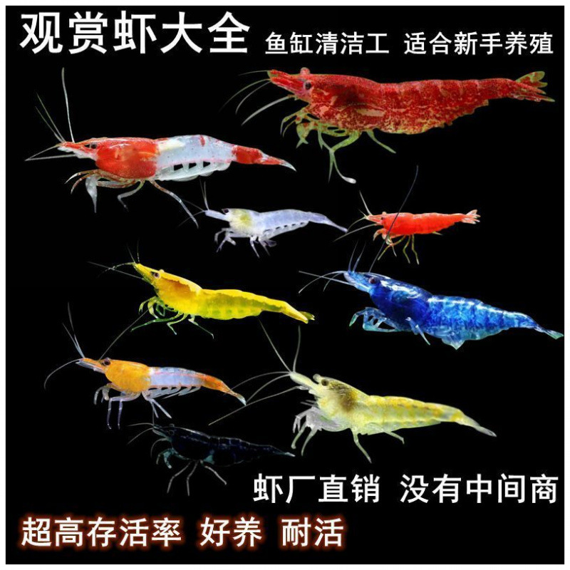 Крупные декоративные креветки, пресноводные, прочные, мелкие декоративные рыбы в смеси с креветками, удаление водорослей, черные раковины, производитель новичков