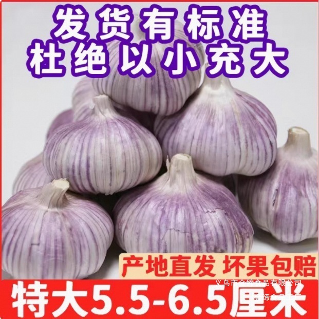 Directly Sold from Shandong Farms, Self-Grown cm Garlic, Purple-Skinned Garlic to Garlic Heads, Wholesale from Wangxin, Shandong