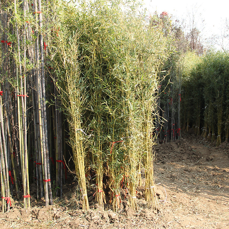 Bamboo Seedlings, Garden Plants, Purple Bamboo, Gold Inlaid Jade Arhat Bamboo, Northern Cold-Resistant, Evergreen, Large-Scale Ground-Planted Green Bamboo Seedlings