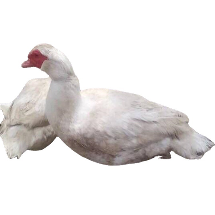 White Duck, White Braza Duck, White Feathered Sarcoma, Goose, Shelduck, Egg, Shelduck, Teal Duck, Live Duck, Duckling