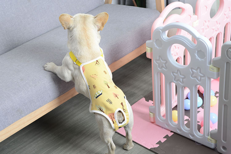 Pet diapers dog physiological pants Teddy pants diaper Teddy menstrual pants pet aunt pants generation hair