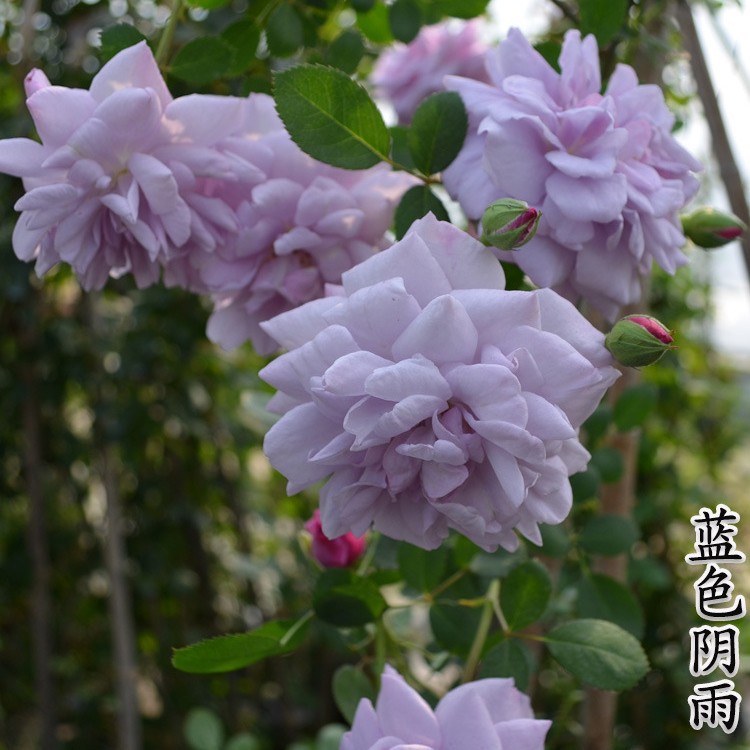 Climbing Rose 50- 60cm Large Seedlings of Vine Roses, Wall-Climbing Extra-Large Florals, Potted Plants That Bloom in All Seasons