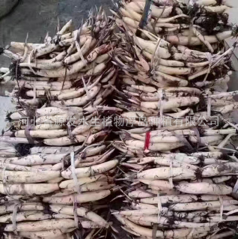 Supply of Lotus Seedlings, Lotus Root Seedlings, Aquatic Plants, Water Lilies, Lotus Seedlings for Planting, Lotus Planting, Lotus, Lotus Root Seedlings