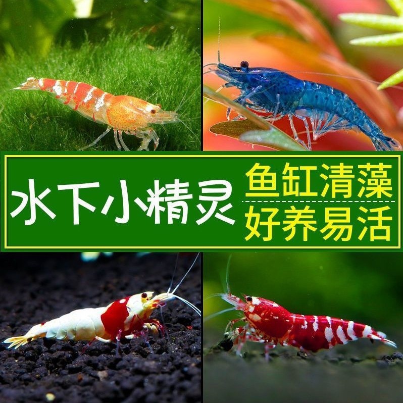 Ornamental Shrimp, Freshwater Shrimp, Algae Removal Shrimp, Cleaning Shrimp, Fish Tank Tools, Shrimp Crystal Shrimp, Pet-Friendly Black Shell Cherry Blossom