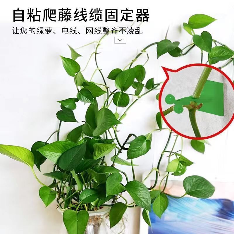 Vine Green Plant Indoor Nail-free Wall-mounted Self-adhesive Hook Pothos Wall Climbing Artifact Wall Fixator Traceless Climbing
