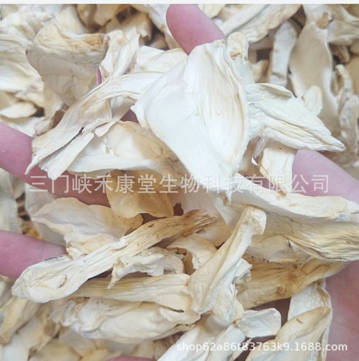 Pleurotus eryngii dried slices Pleurotus eryngii slices sliced abalone mushroom dried scallops mushroom edible fungus