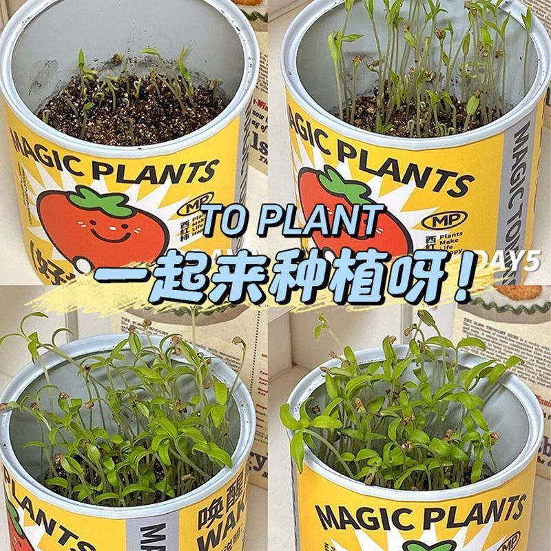 Office Green Plant Small Potted Magic Plant Indoor Mini Desktop Children's Canned Emotional Stability Blind Box