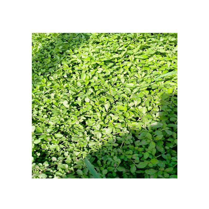 Jiyan Weeping Grass Pink Flower Ground Cover Plant Trampling Resistant Plant Flowers and Green Plants Wuyi Straight Supply Jiyan Weeping Grass