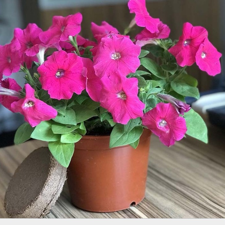 Coconut cake planting soil coconut brick cake potted compressed soil nutrient block fertilizer nutrient soil flower nutrient soil