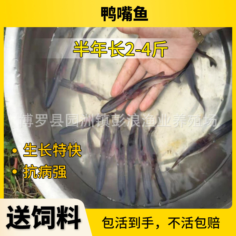 Guangdong Duckbill Fry, Freshwater Duckbill Fry, Key Kiss Fry, Guangdong Freshwater Fish Fry Wholesale