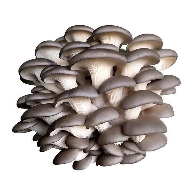 New Arrival of Xiu Zhen Mushrooms from Gutian County, Fujian Province, 250G/500G Edible Agricultural Products Recommended for Cold Dishes