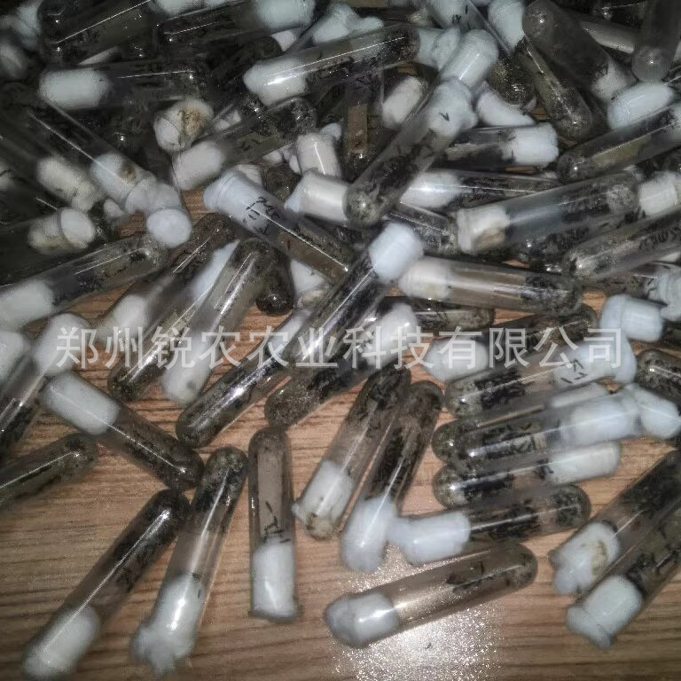 100 голов/трубка, живой взрослый жук с опухшей ногой, бренд Ruinong, контроль жуков, бесплатная доставка